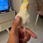 كروان لاتينو اليف شبه متكلم