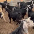 الباحه معشوقة