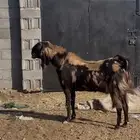 تيس فحل شق 3