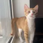 قطط تبني عمر شهرين ذكر