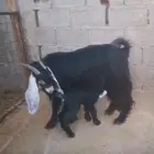 عوارض متابيع