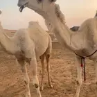 ضروبه للبيع