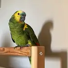 للبيع ببغاء امزوني
