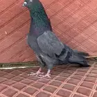 جوز هاره خوارج توب منتج