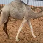 حشو بريات مغلقات شحم