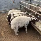 بهم نعيم