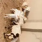 ضأن وغنم مقاني .