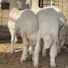 بهم للبيع