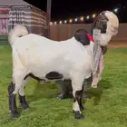 جذع هولندي لاهل الزين