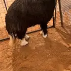 رخل حايل