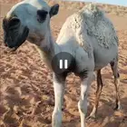 بكره مفروده طيبه للبيع باتليه
