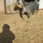 عنز عارضيه معها ثنين