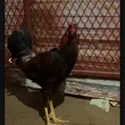 ديك بلدي