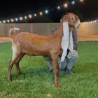 جفر مشروع فحل هولندي. خصم