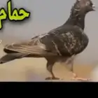 حمام لوت