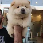 افخم جراء تشاو تشاو vip