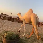 للبيع بكره فل شحم طيبه بلحيل