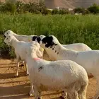 سواكن دمازين جذعان جروم وأوزان طيبه.