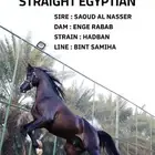 توفر ايواء اسطبل البري