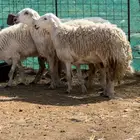 رخال صنف ثنوات