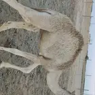 حره هجن معها قعود