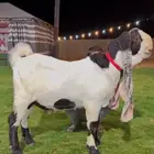 جذع هولندي لاهل الزين