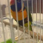 للبيع طير لوري