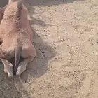 قعود مفرود للبيع
