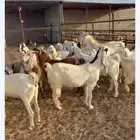 فرصة تأسيس مراح