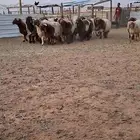 جذعان نعيم