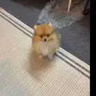 Pomeranian
