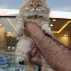 بريتش لونق هير ny12 مستوردة