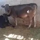 فيضة السر