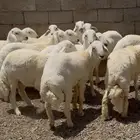 طليان حري جبره