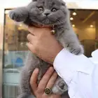 سكوتش فولد مستوردة تقسيط (تابي)