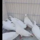 حمام صنعاني ابيض