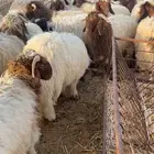ضحايا نعيم فاخره
