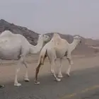 ذود وضح للبيع العدد 24 التفاصيل بالإعلان