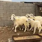 خرفان