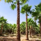 نخل واشنطن أمريكي للبيع نخيل خلاص صقعي هلالي برحي سكري شيشي