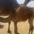 بكره علي الحليب