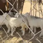 ذبايح هرافى حريات