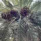 تمر محصول السنة خضري