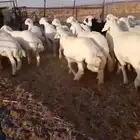 طليان فاخره جبره