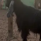 فحل عارضي