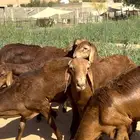 سواكن حمري جذعان مرابي جبره.