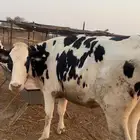 بقره هولندي