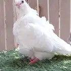 للبيع طبه كشكي