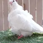 للبيع طبه كشكي