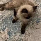 قط هملايا للتبني